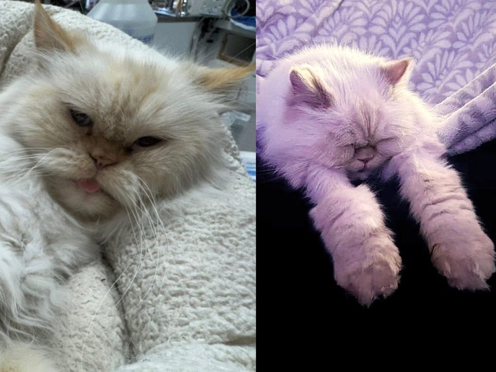 A cream Persian cat rests in a cozy bed, tongue peeking out.(left). A cream Persian cat stretches out asleep on a soft blanket in the sun. (right)