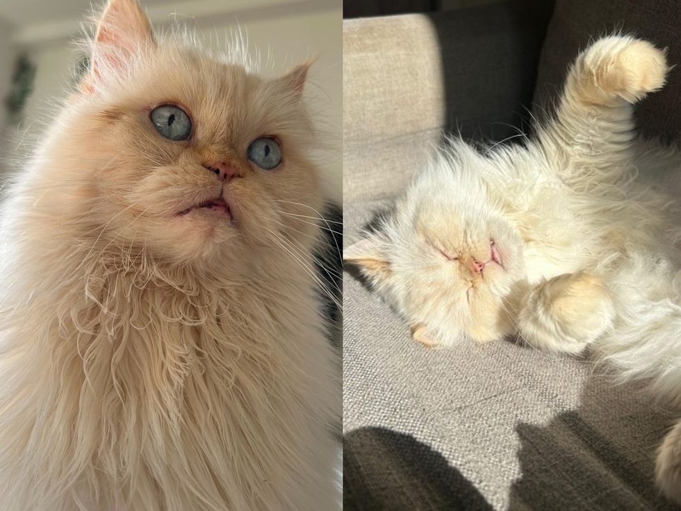 A cream Persian cat sits in a grey cat bed, looking at the camera. (left): A cream Persian cat sleeps on its back with a paw in the air. (right)