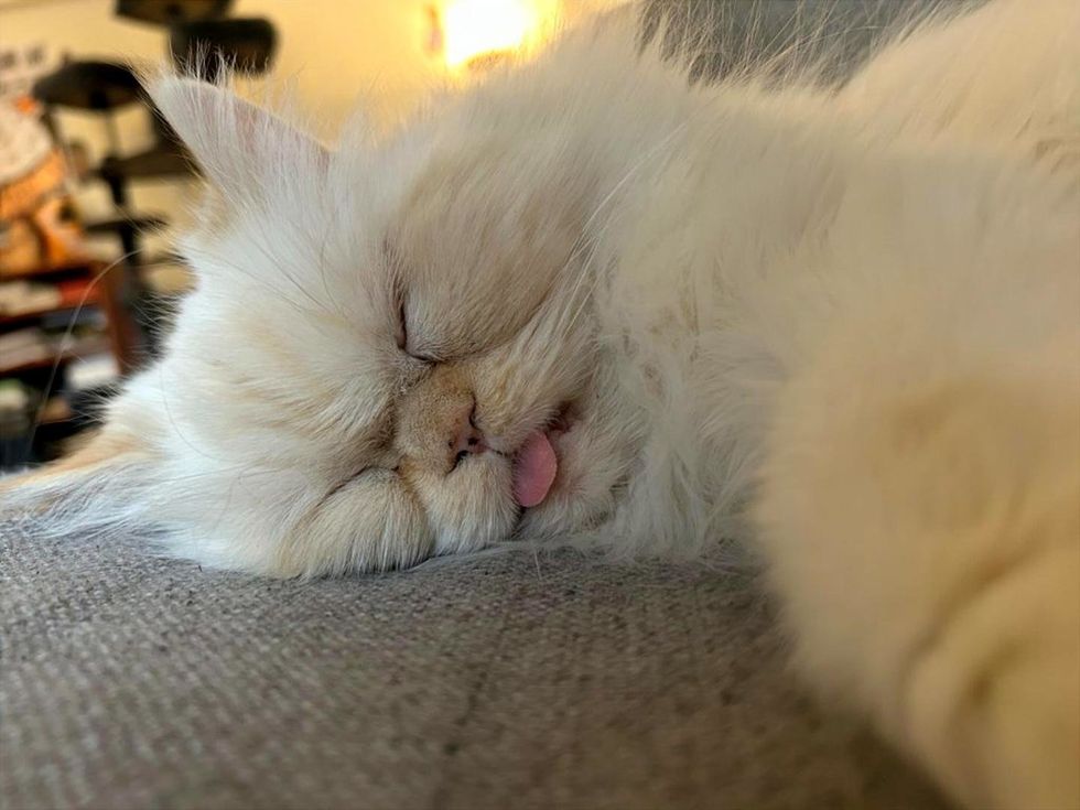 A cream Persian cat sleeps with the tip of its pink tongue poking out. 