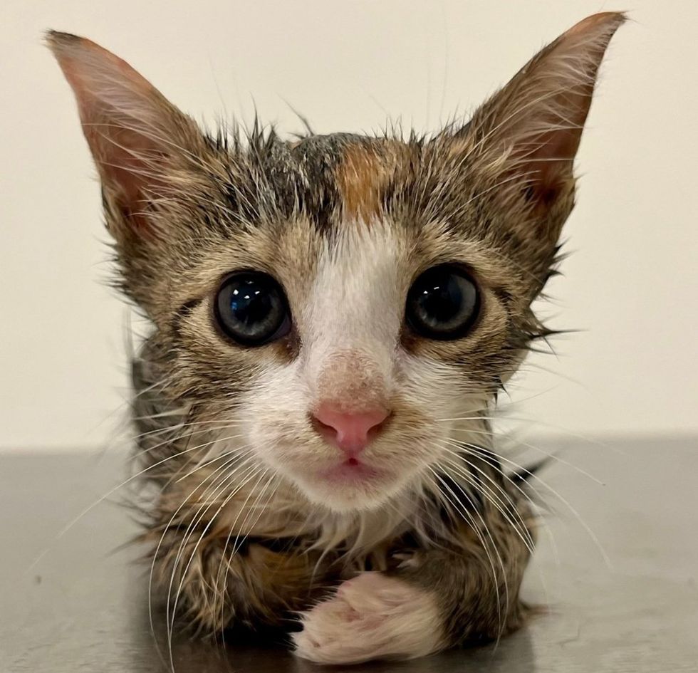A damp tabby kitten sits, paws folded
