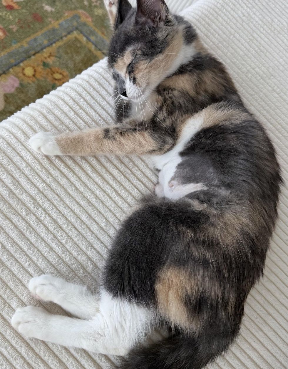 A dilute calico cat curled up asleep on a white couch with her paws tucked in.