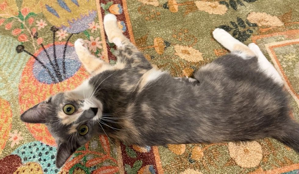 A dilute calico cat lying on her back on a floral rug, looking up at the camera.