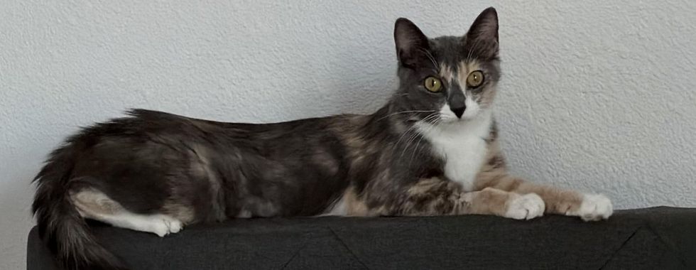 A dilute calico cat lying stretched along the back of a dark couch against a white wall.