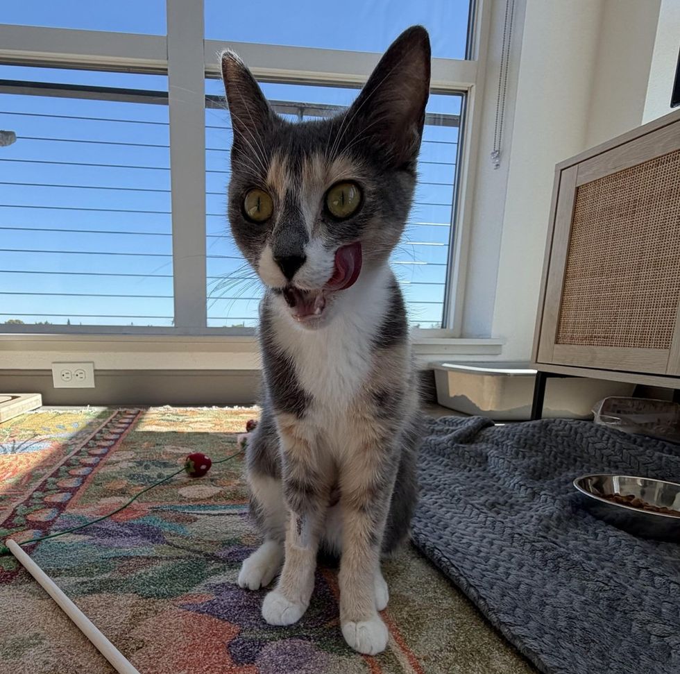 A dilute calico cat sitting by a window, licking her lips with her tongue out.
