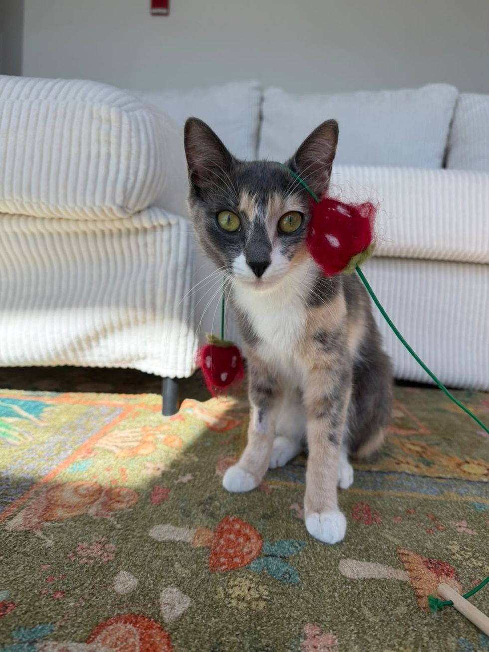 A dilute calico cat sitting on a flower-patterned rug beside a strawberry wand toy.