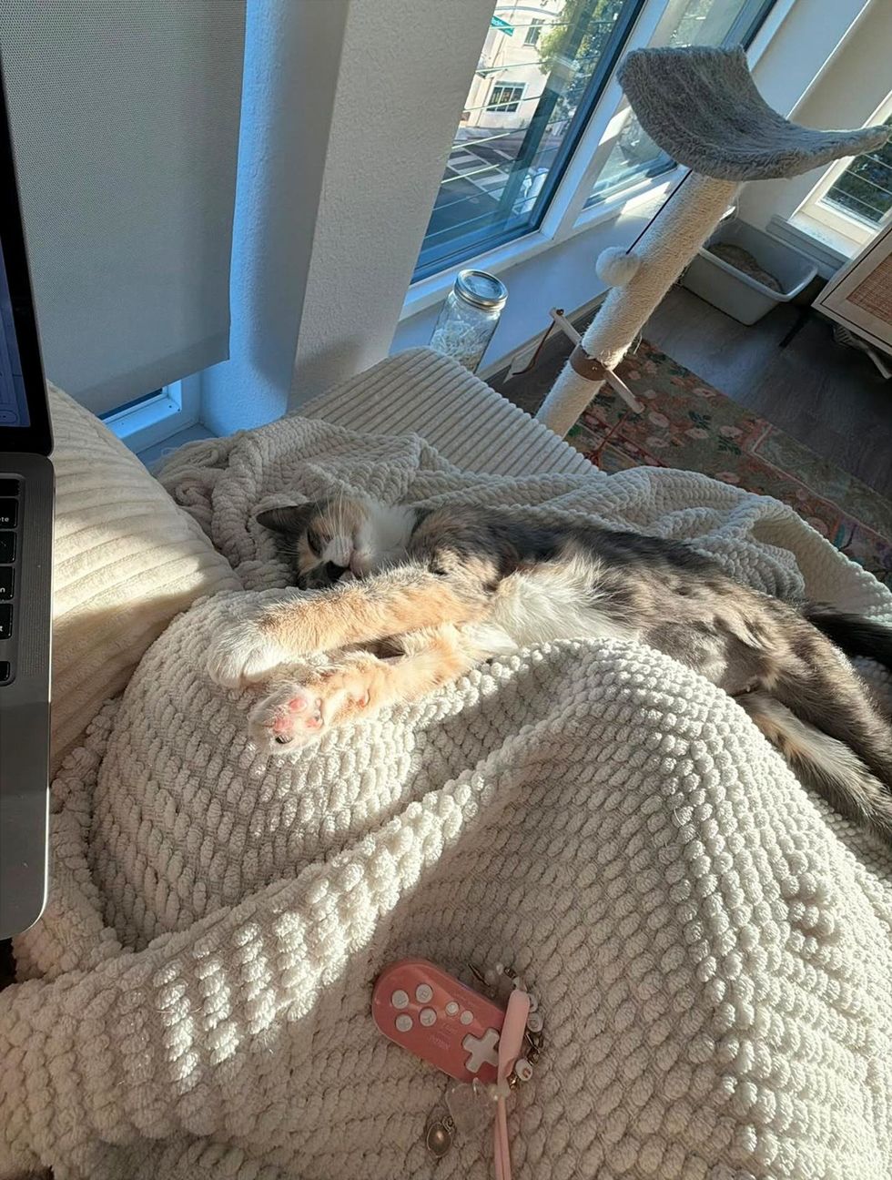 A dilute calico cat stretched out asleep on a chunky knit blanket in the sun.