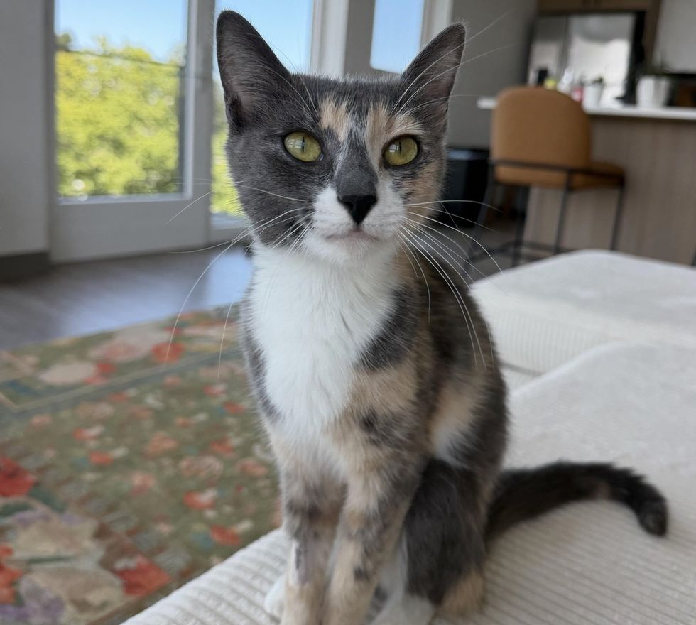 A dilute calico cat with gray, cream, and white patches sitting on a couch, looking at the camera.