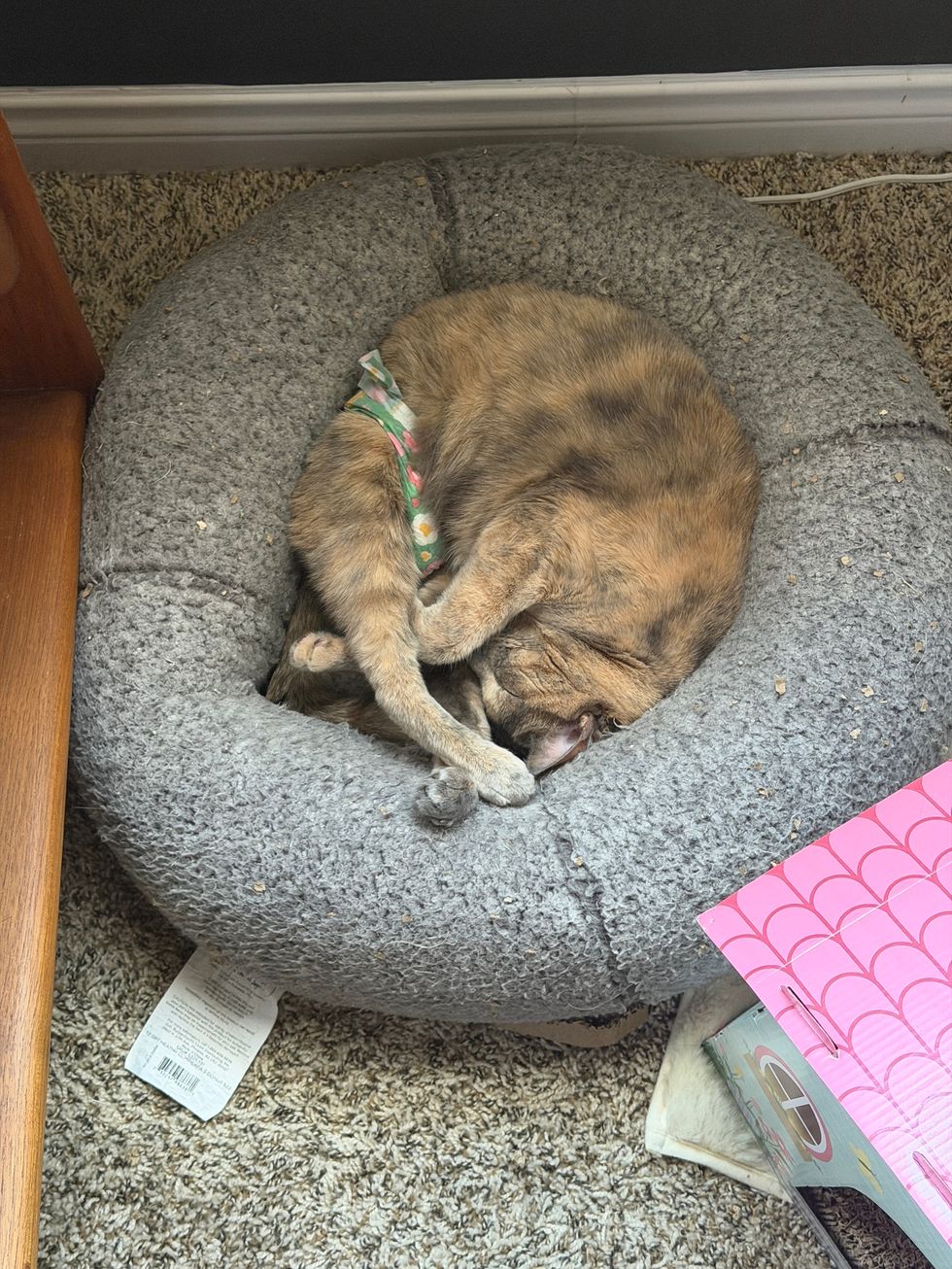 A dilute tortoiseshell cat in a floral diaper sleeps curled in a round gray bed.