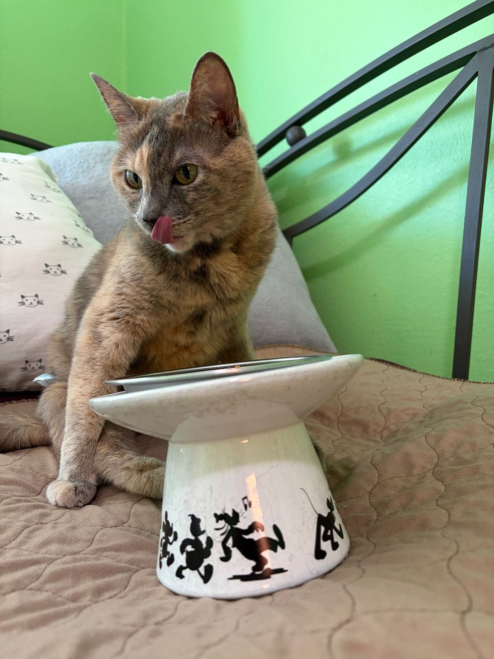 A dilute tortoiseshell cat licks its lips beside a raised white bowl on a decorated stand.