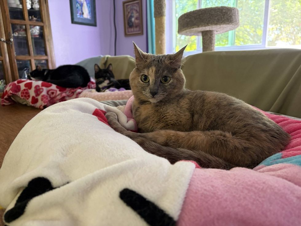 A dilute tortoiseshell cat loafs on a blanket in a bright room, with two other cats resting in the background.