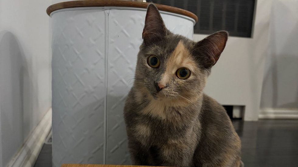 A dilute tortoiseshell cat perches on a surface, front paws over the edge, looking at the camera.