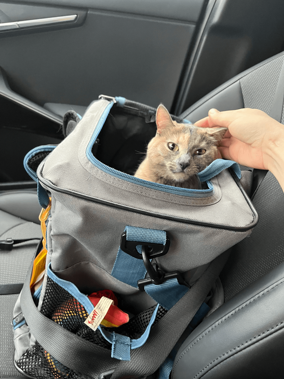 A dilute tortoiseshell cat sits in a gray carrier on a car seat while a person\u2019s hand gently rests on her head.