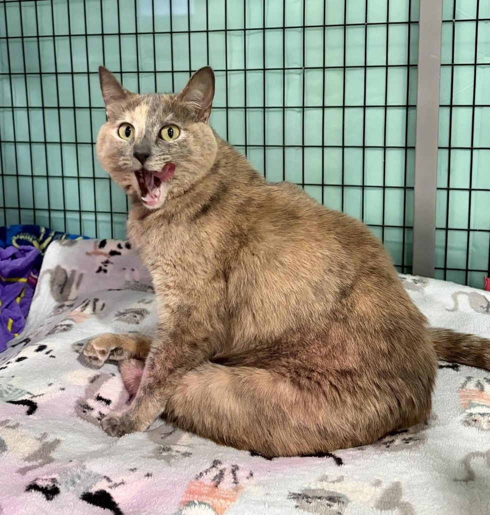 A dilute tortoiseshell cat sits on a patterned blanket with its mouth wide open mid-vocalization.