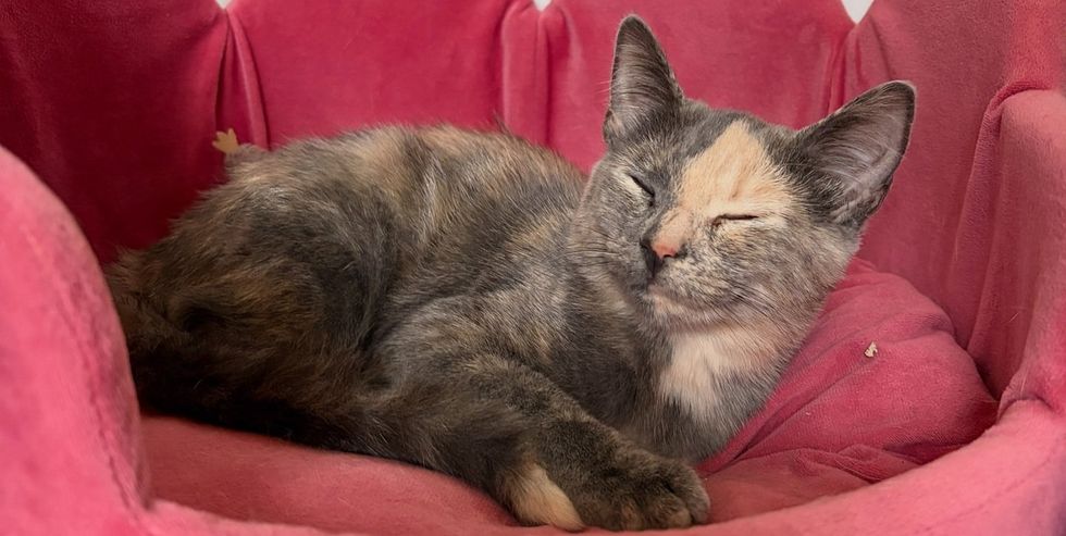 A dilute tortoiseshell cat sleeps curled in a pink bed.