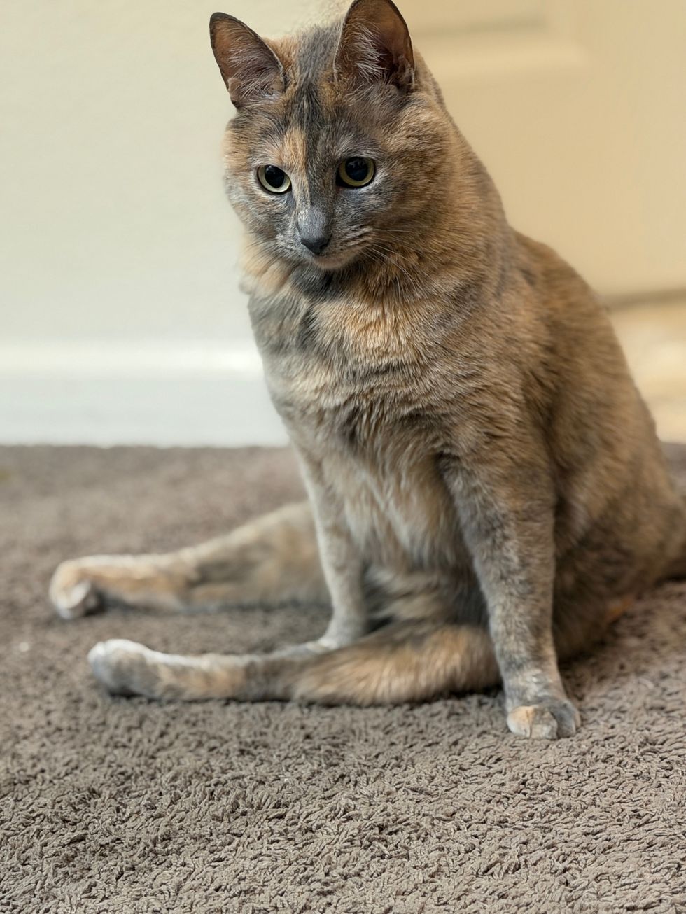 A dilute tortoiseshell cat with peach and gray fur sits upright on carpet, looking to the side.