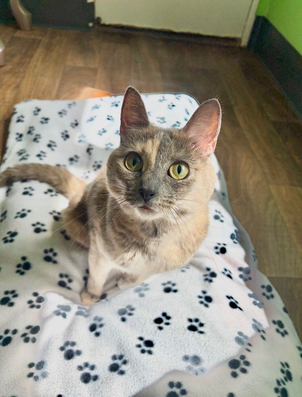 A dilute tortoiseshell cat with upright on a blanket with paw prints, looking up at camera.