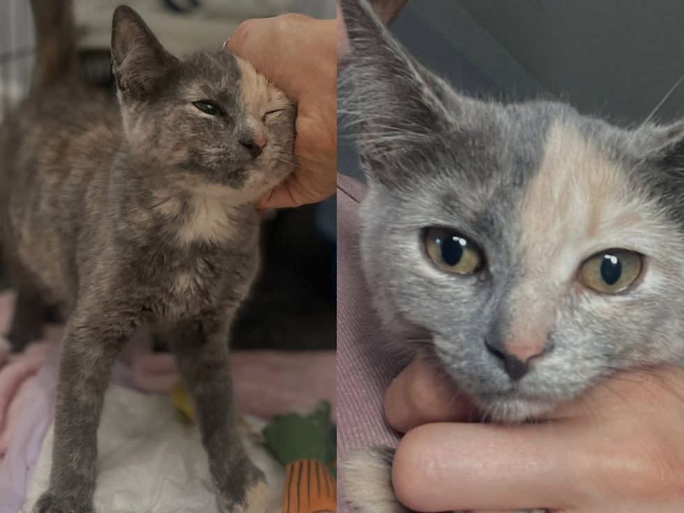 A dilute tortoiseshell kitten leans into a hand scratching her cheek, eyes half-closed. (left) A face full of sweetness Alt: A dilute tortoiseshell kitten is held up close to the camera, looking calm. (right)