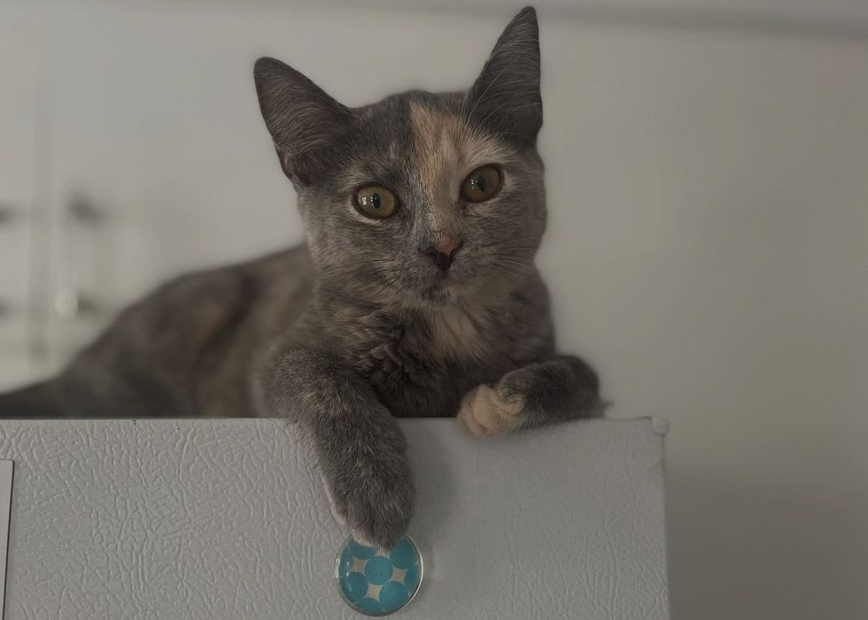 A dilute tortoiseshell kitten sits and looks at the camera with large yellow eyes.