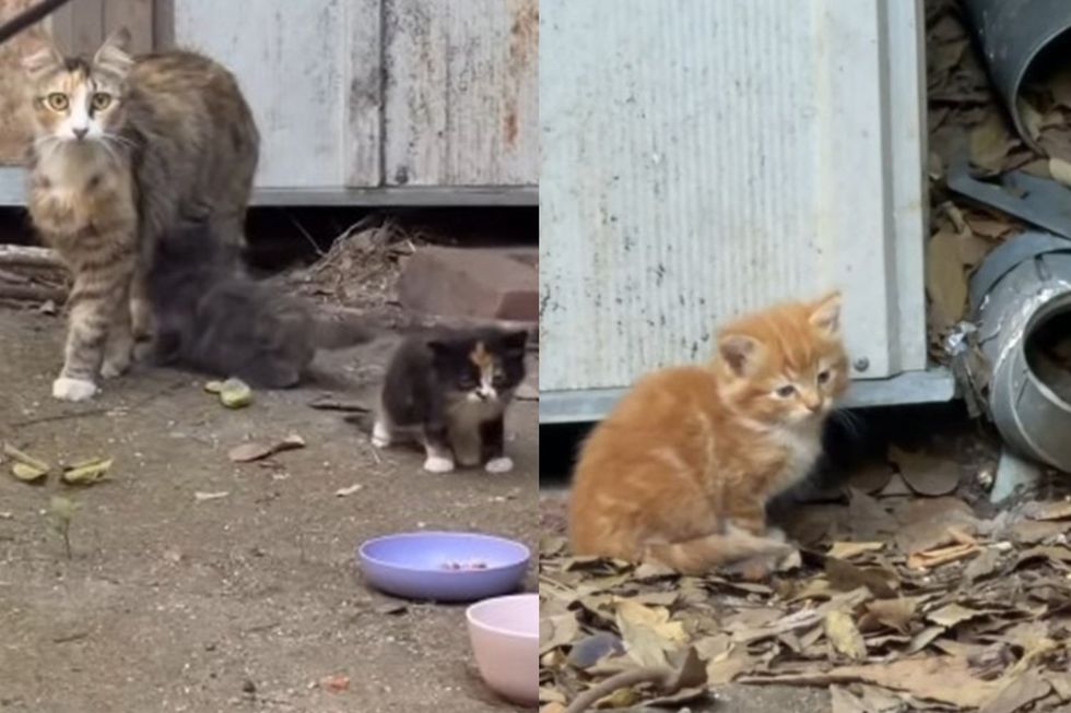 A feral mother cat and a small calico kitten outdoors by a shed, near two food bowls (left image). A small orange cat sitting nervous next to a shed and pipes.
