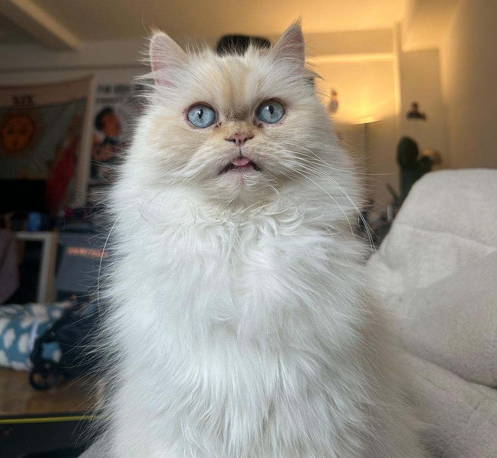 A fluffy cream Persian cat with a comically expressive face and its tongue out.