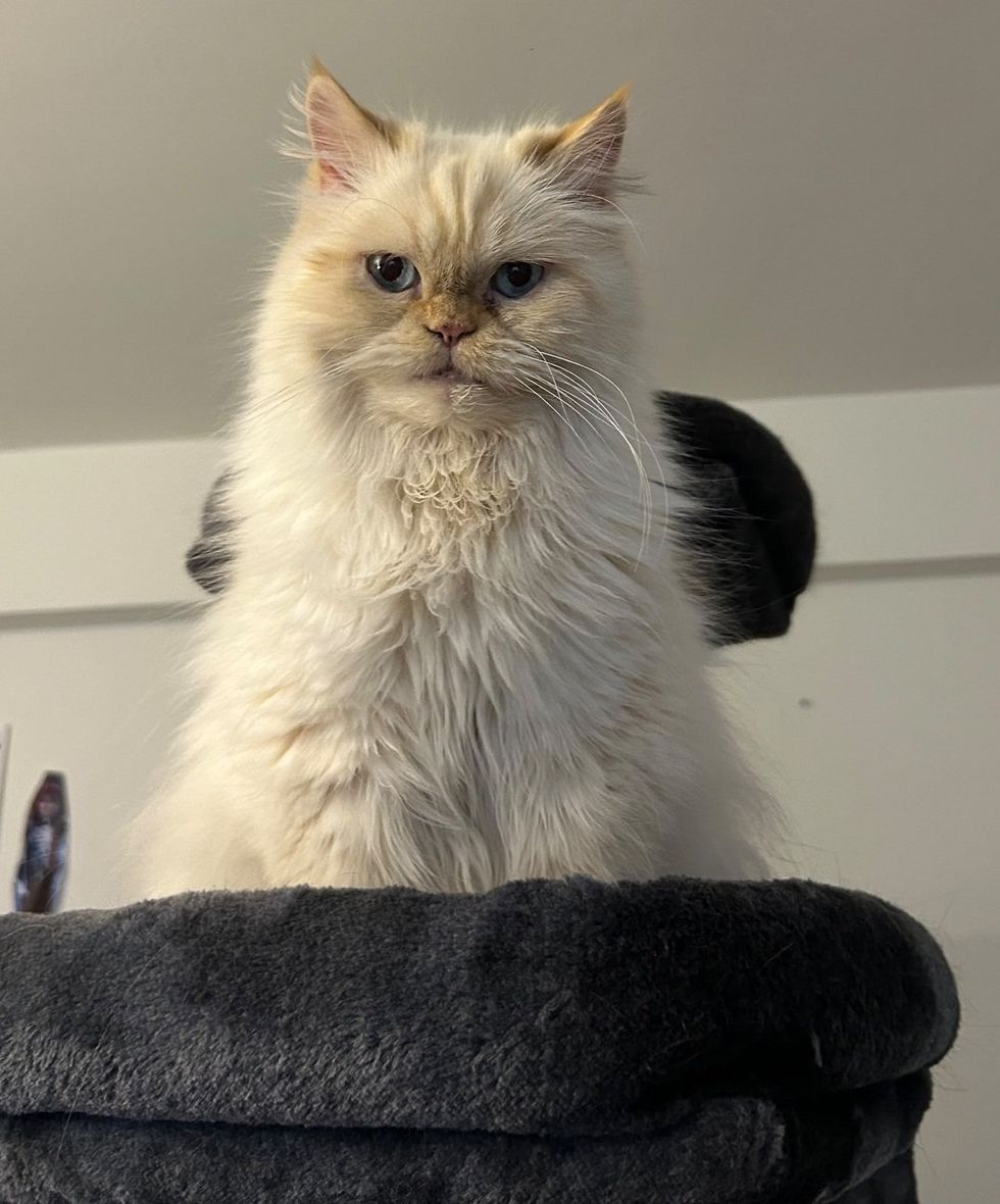 A fluffy cream Persian cat with a serious expressive face.