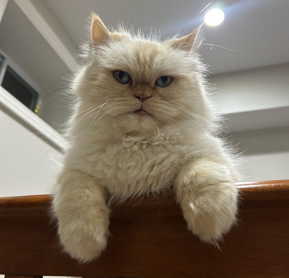 A fluffy cream Persian cat with pale blue eyes looks up at the camera.