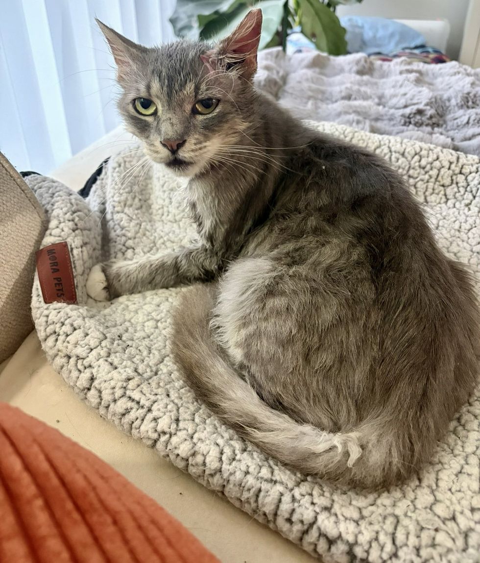 A fluffy gray cat curls up on a soft cream-colored pet bed and looks toward the camera.