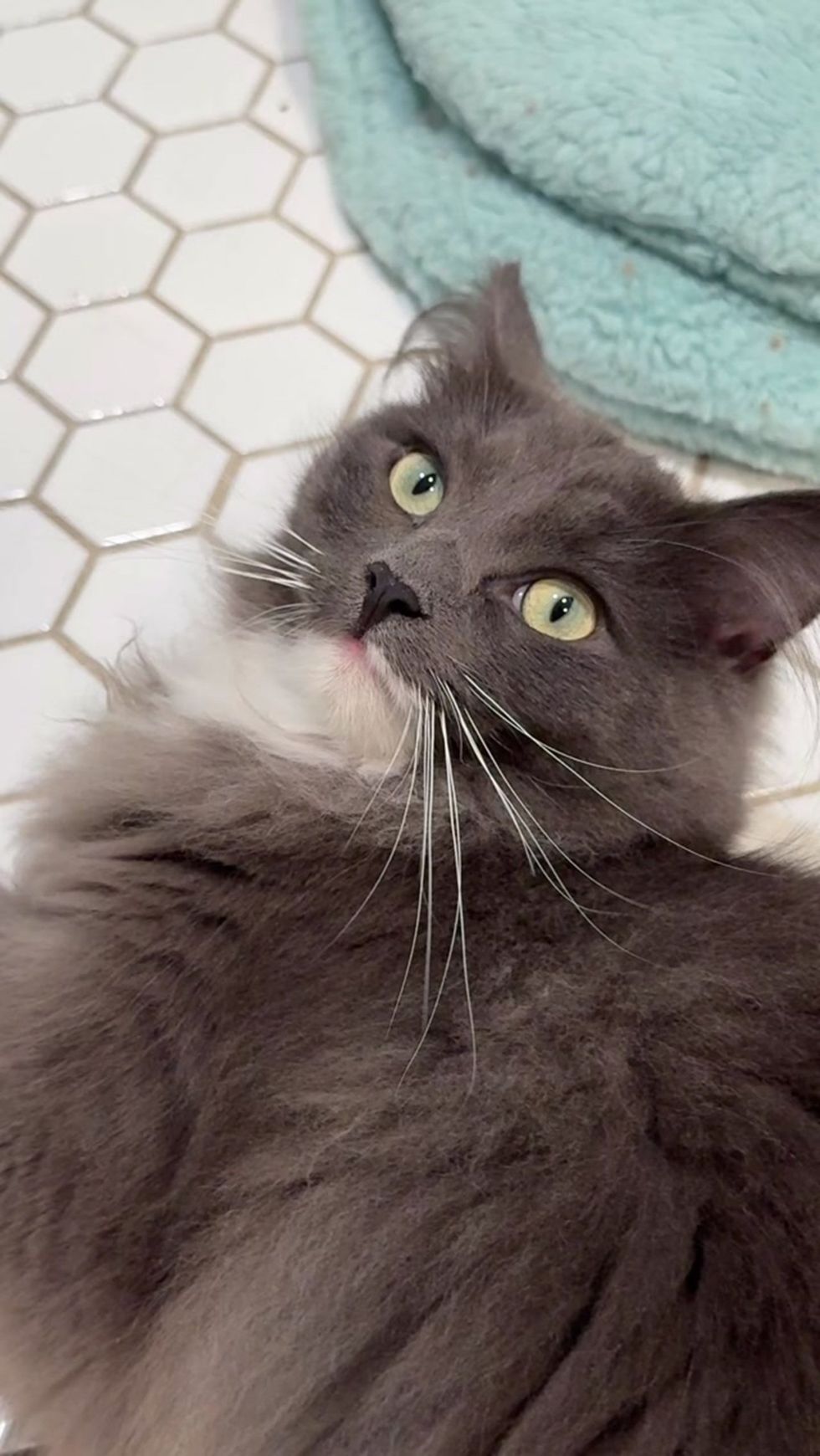 A fluffy gray cat lies on a white tile floor looking upward, the tip of its tongue showing.