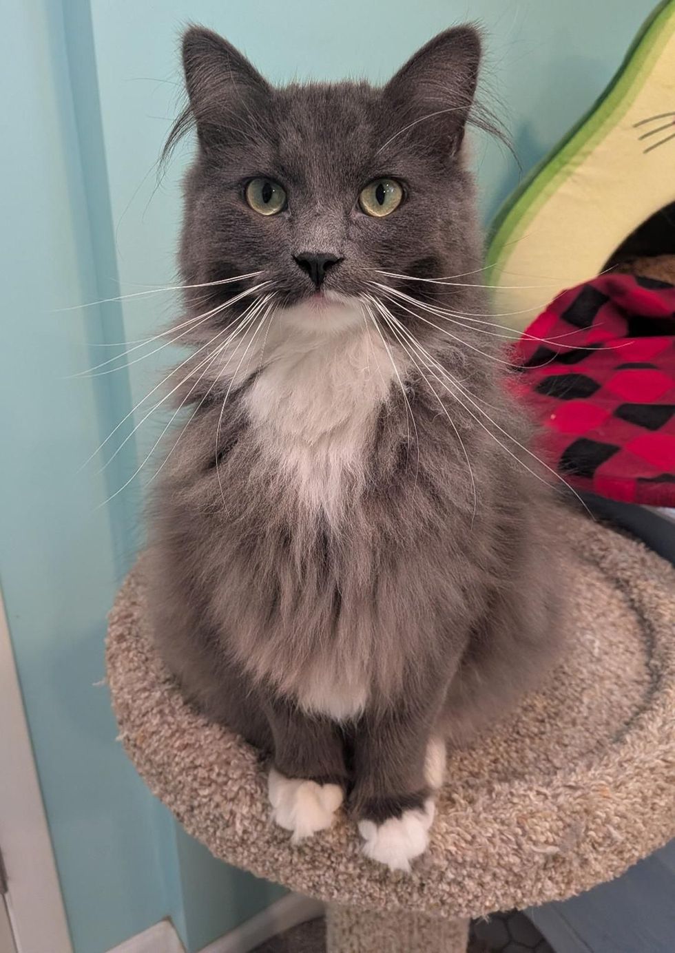 A fluffy gray cat with a white chest and white-tipped paws sits upright on a carpeted cat tree, looking at the camera with green eyes.