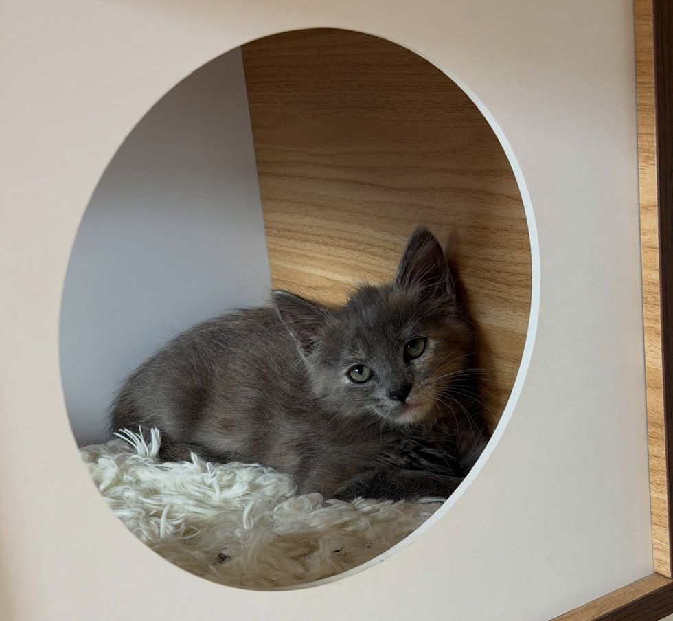 A fluffy gray kitten curled inside the round opening of a cat house.