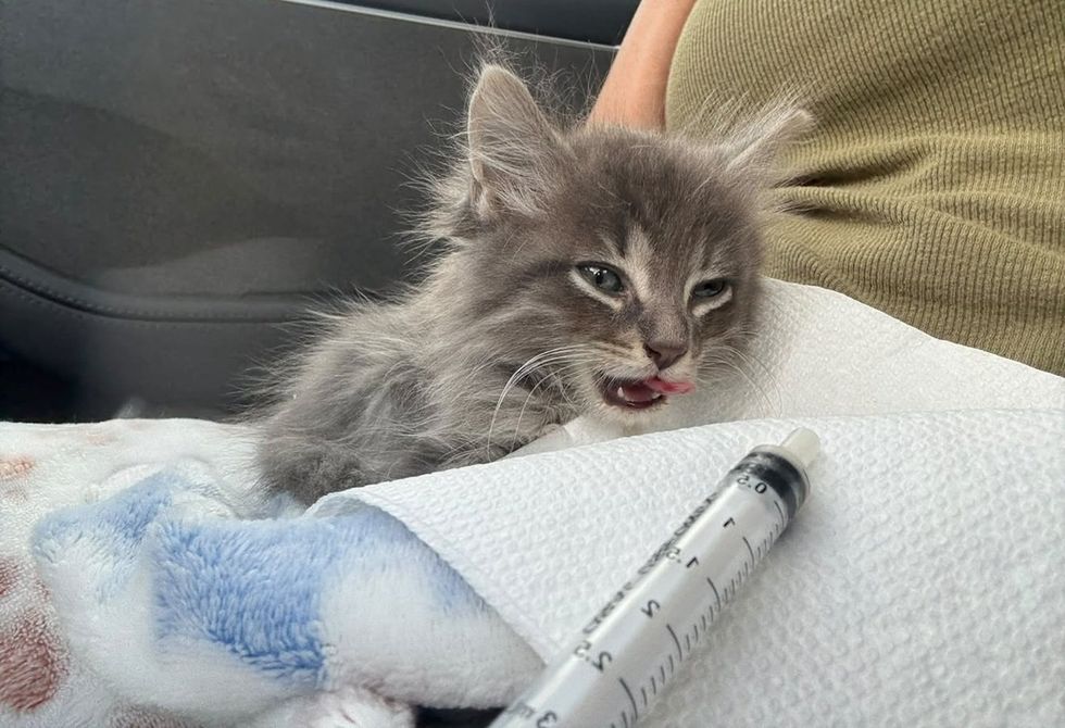 A fluffy gray kitten licks its lips beside a feeding syringe on a towel in a car.