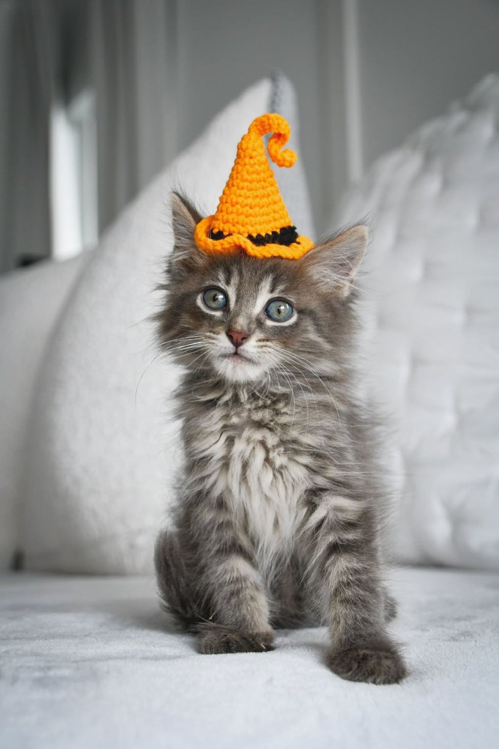 A fluffy gray kitten wears a small orange crochet witch hat while sitting on a white bed.