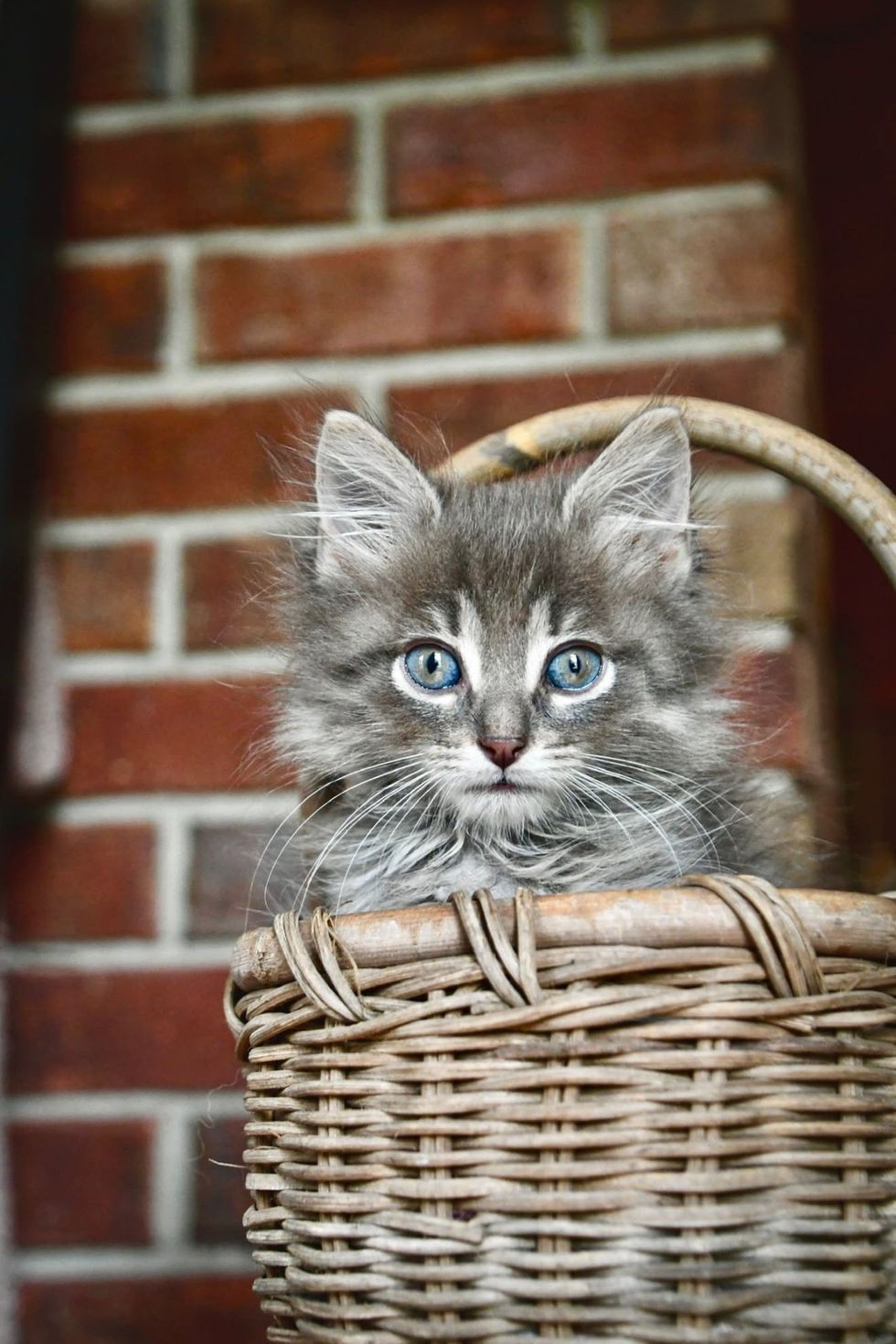 A fluffy gray kitten with blue eyes sits in a wicker basket against a brick wall.