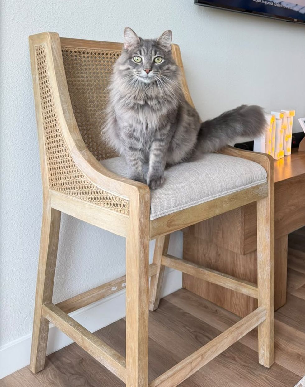 A fluffy gray tabby cat sits regally on a cane-backed chair, its tail draped over the edge.