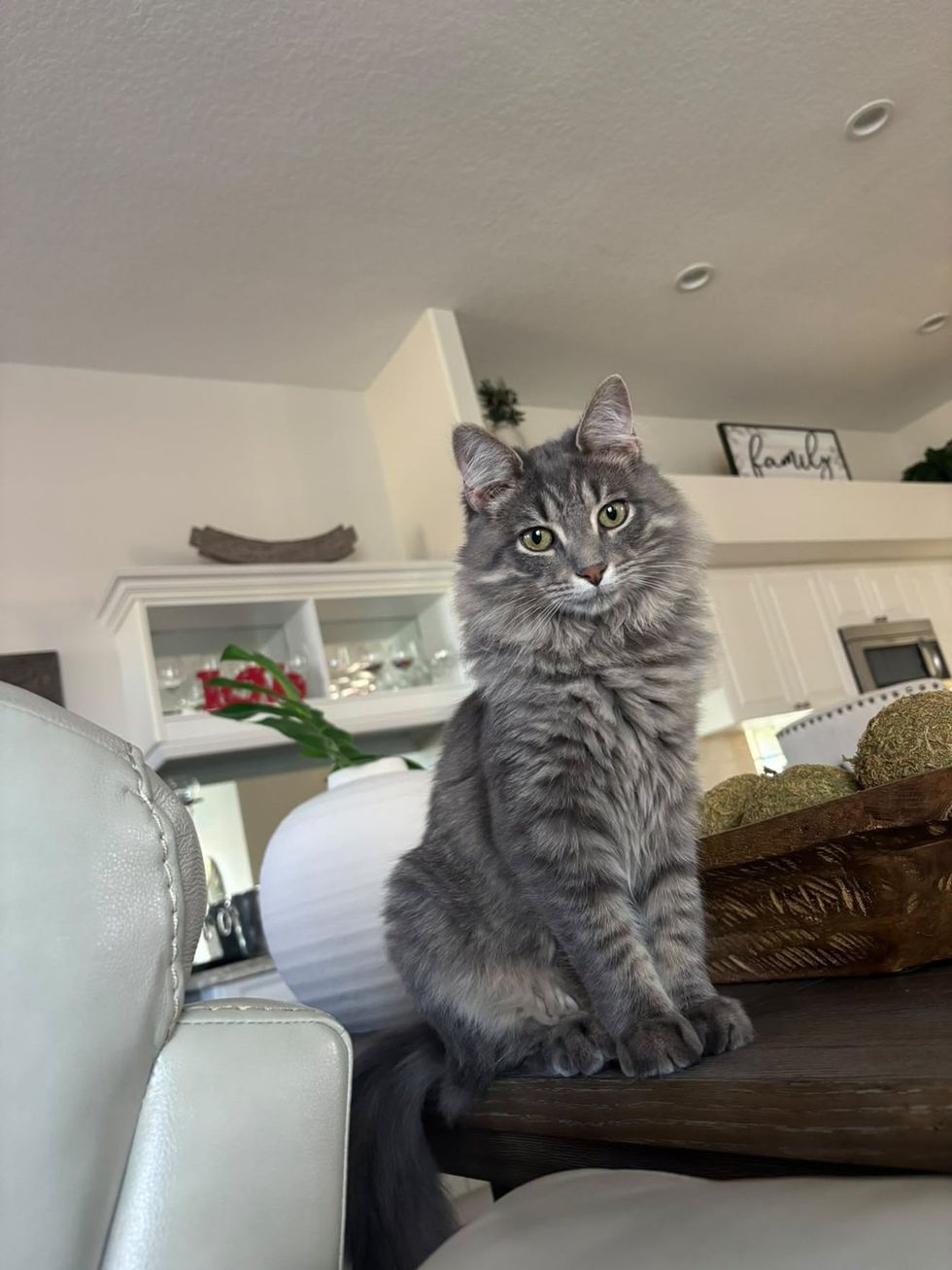 A fluffy gray tabby cat with green eyes sits upright on a counter in a bright home, looking at the camera.