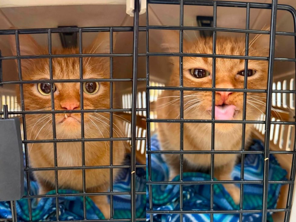 A fluffy orange cat looks out through the wire door of a carrier. Two photos side by side with different expressions.