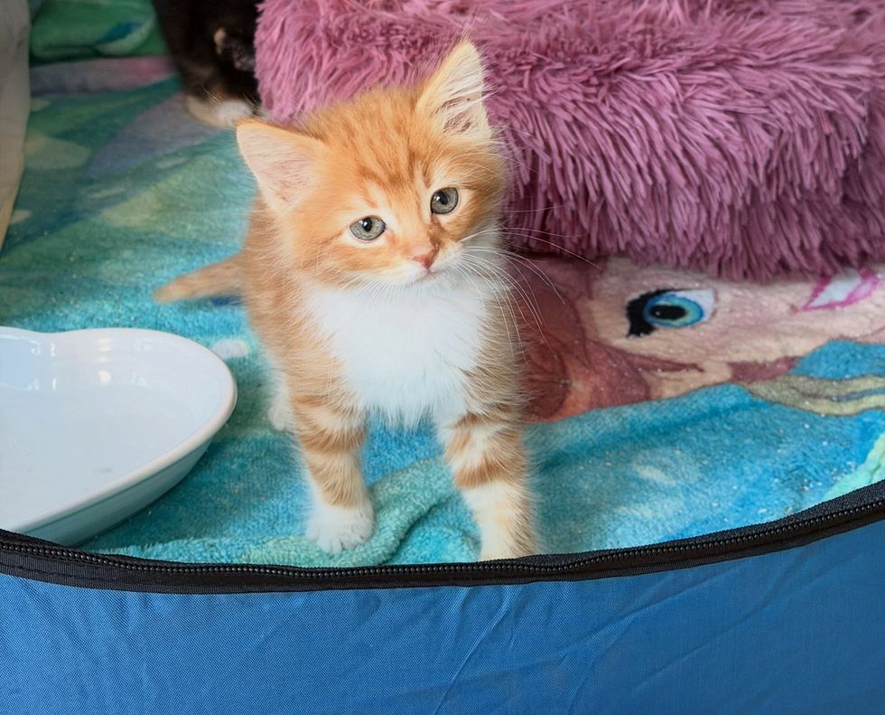 A fluffy orange kitten standing on a soft blanket indoors, looking up.