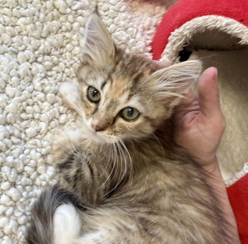 A fluffy tabby kitten nestles into a hand on a soft blanket, looking up.