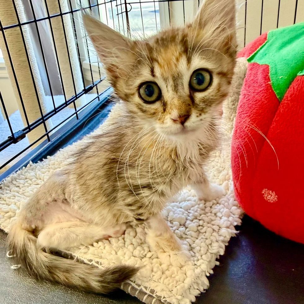 A fluffy tabby kitten with bright eyes sits beside a red apple-shaped toy.