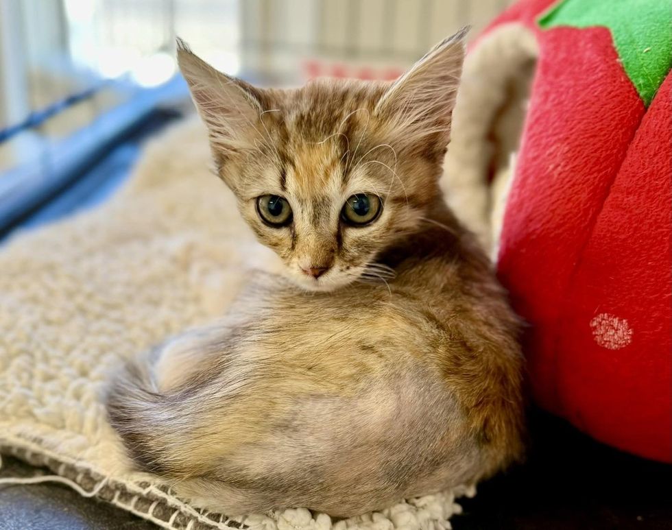 A fluffy tan tabby kitten curls up beside a red plush bed, looking at the camera.