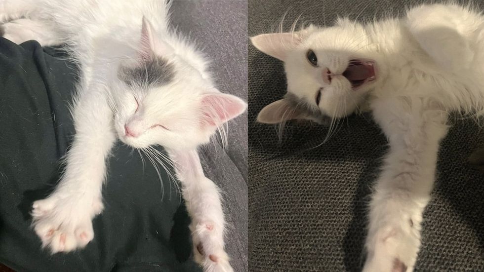 A fluffy white kitten sleeps stretched out on a blanket. (left) A white kitten lies on its side mid-play, mouth open, paws up, on a gray surface. (right)