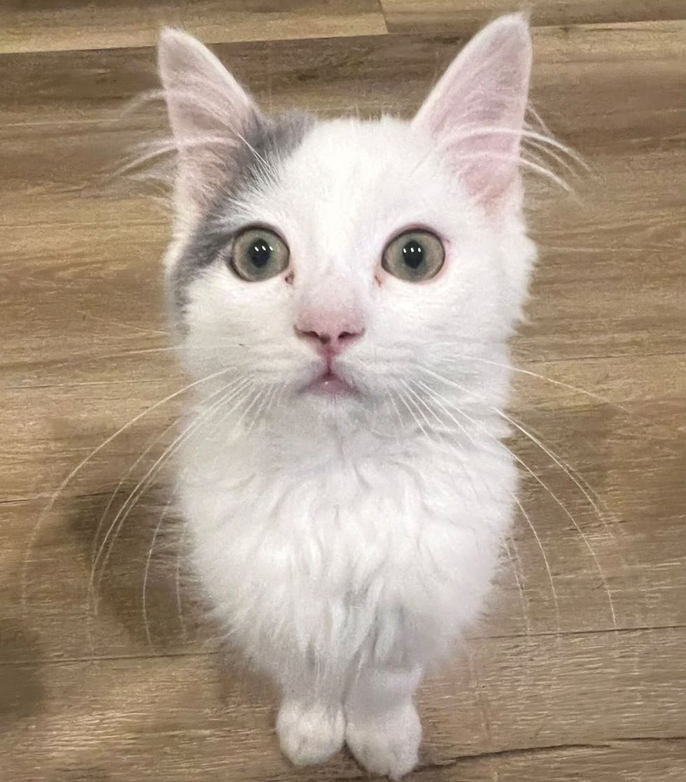A fluffy white kitten with a gray patch on its head sits on a wood floor, looking up at the camera with wide green eyes.