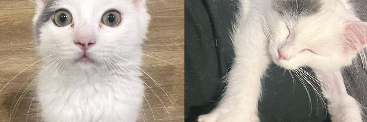 A fluffy white kitten with a gray patch on its head sits on a wood floor, looking up at the camera with wide green eyes.