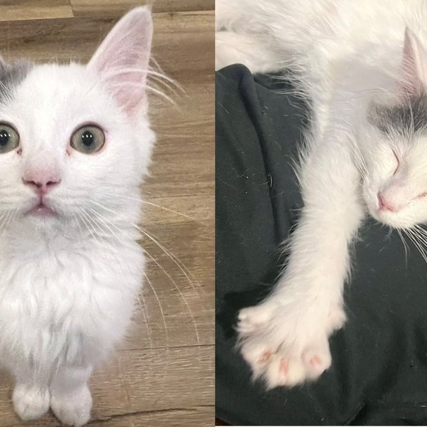 A fluffy white kitten with a gray patch on its head sits on a wood floor, looking up at the camera with wide green eyes.
