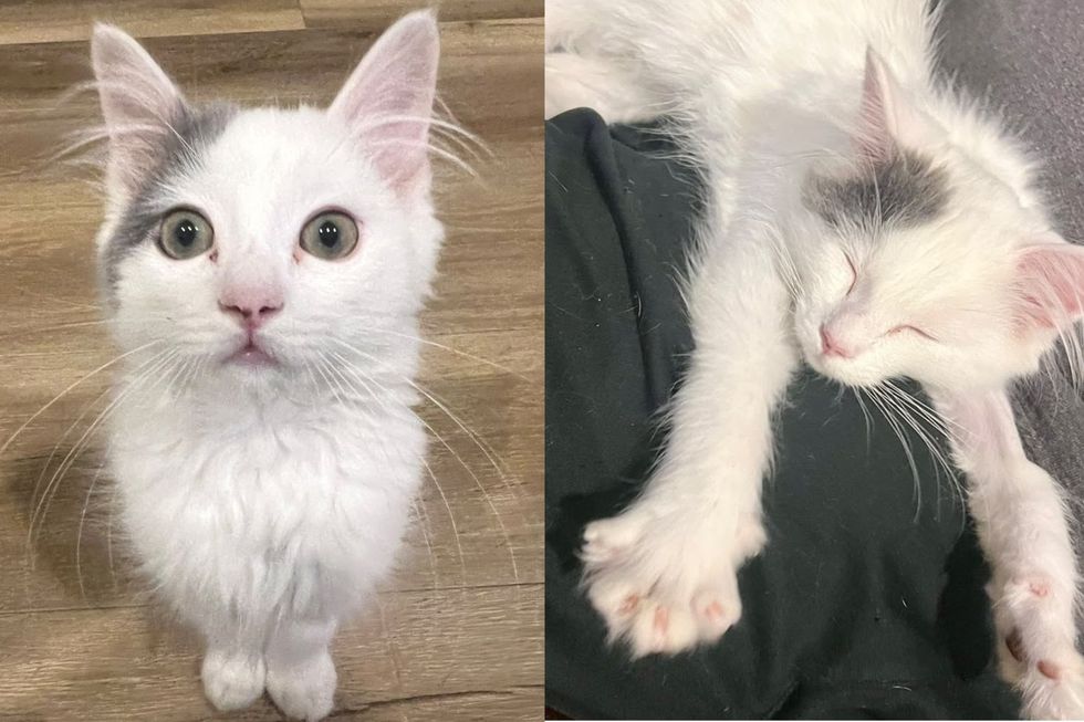 Kitten Born With an Enlarged Heart Was Called “Defective” and Took the Biggest Week of His Life in Stride