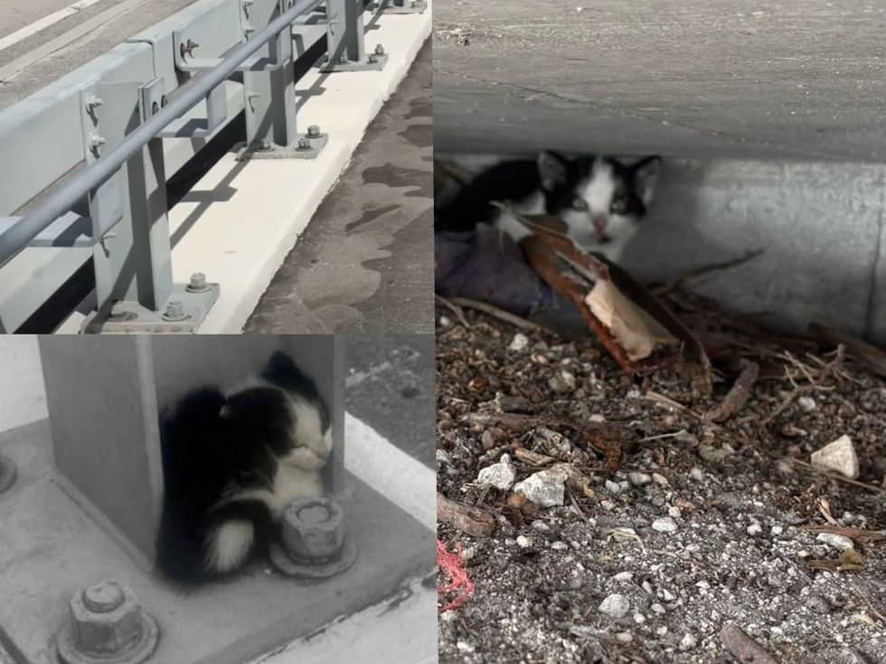 A frightened tuxedo kitten hiding under a concrete ledge among dirt and debris.(right) A young tuxedo kitten wedged against a metal post and bolts beneath a highway. (right)