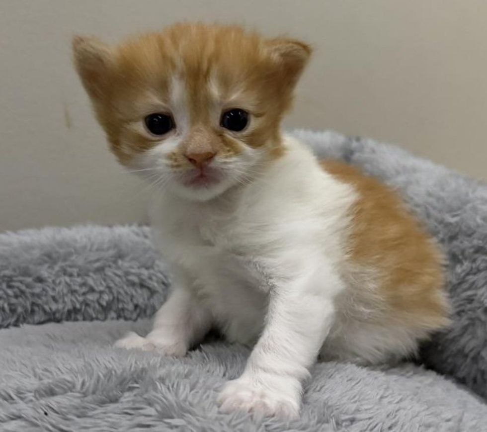 A ginger-and-white kitten sitting up on a grey blanket, alert.