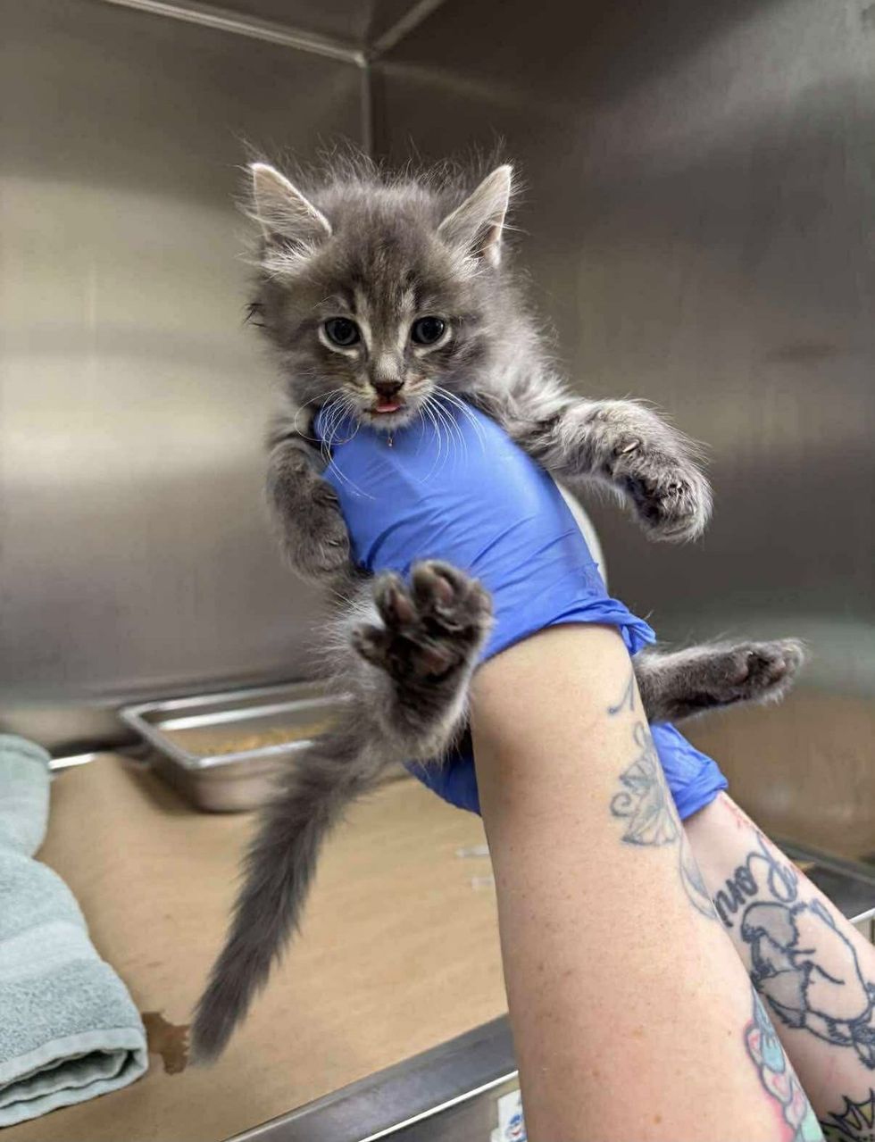 A gloved hand holds a limp, tiny gray kitten inside a stainless steel kennel.