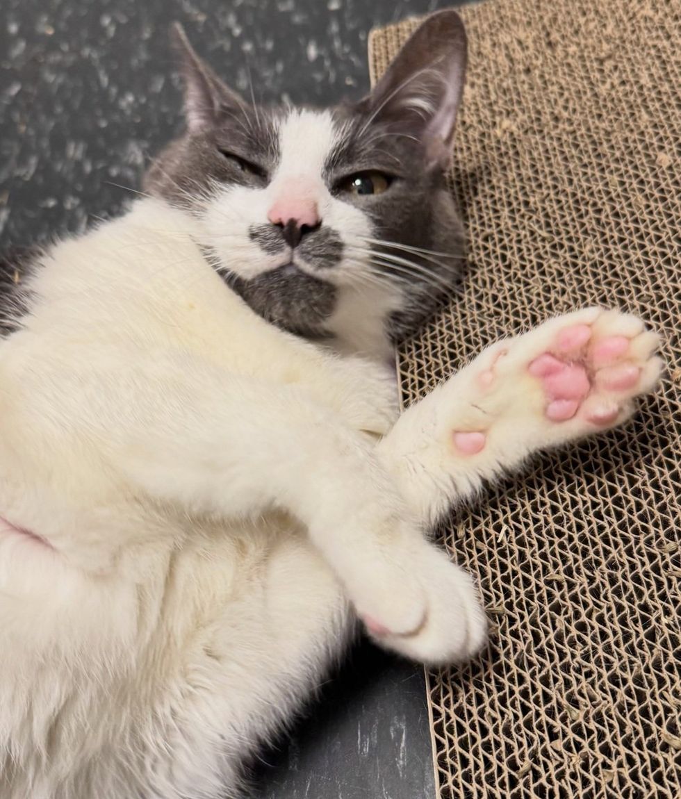 A gray and white cat lies on a cardboard scratcher, one paw stretched out, eyes half closed.