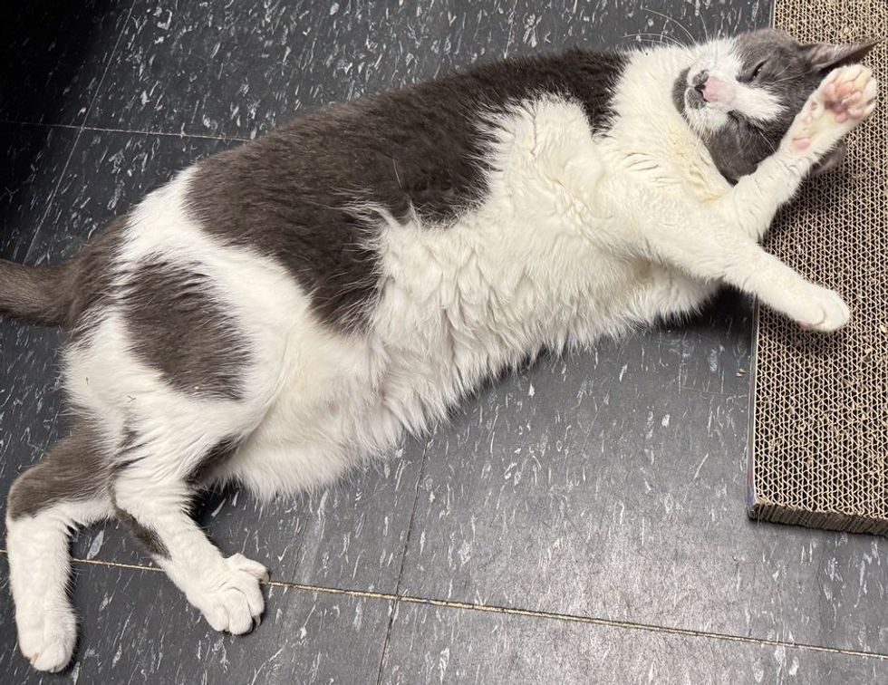 A gray and white cat lies stretched on its back on the floor beside a cardboard scratcher.